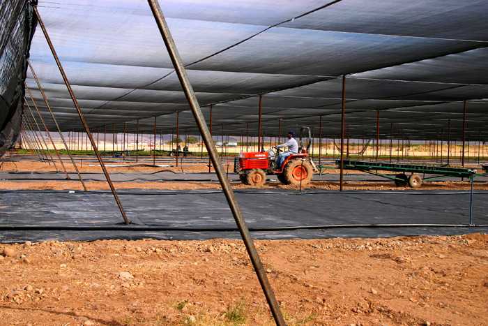 Nursery Shade with Ground Cover.
