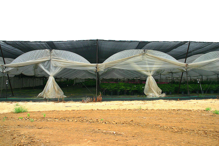 Potted Fern under Shade and Retractable Poly Film.