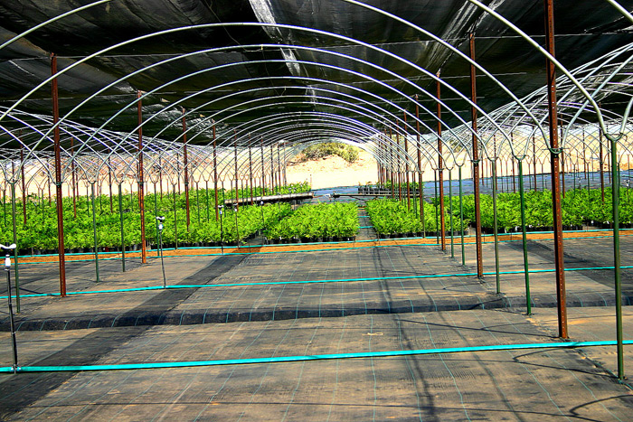 Potted Plants under Shade combined with Tunnels.