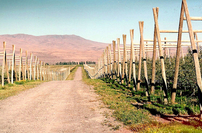Apple A-Frame Trellising.