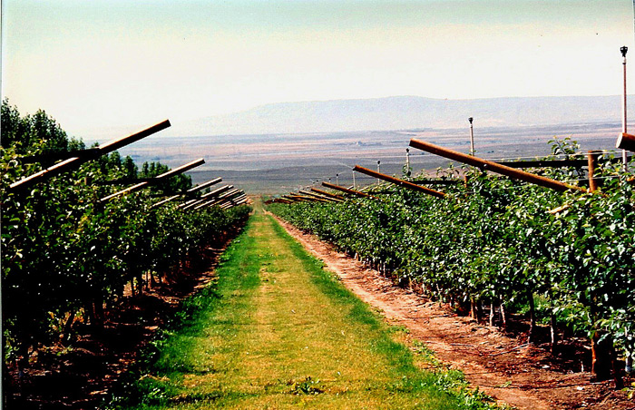 High Density Apple Trellising.