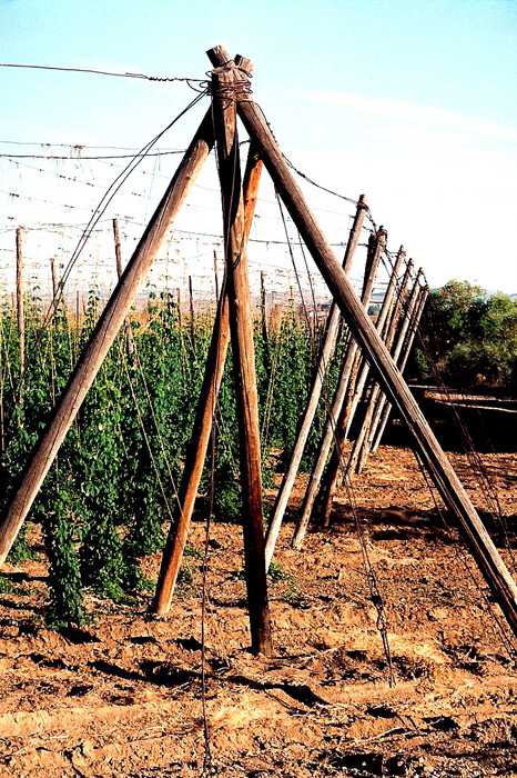 Hops Trellising.