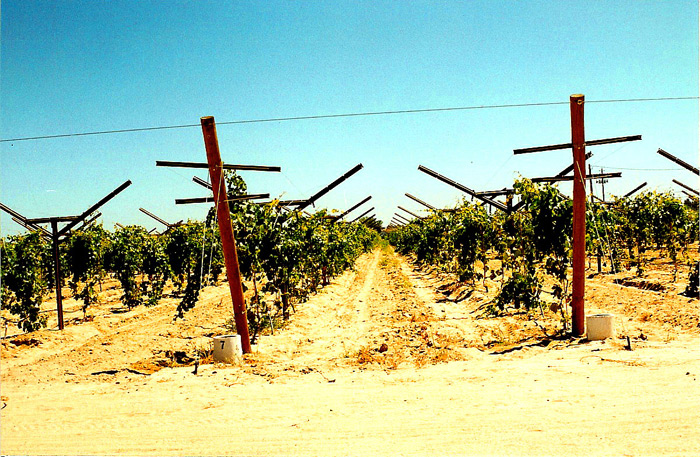 Open Gable Trellis for Table Grapes.