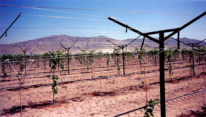 Open Gable Trellis.