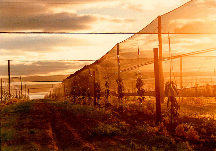 Trellis with Irrigation System, Windbreak and Shade for young Mangoes.