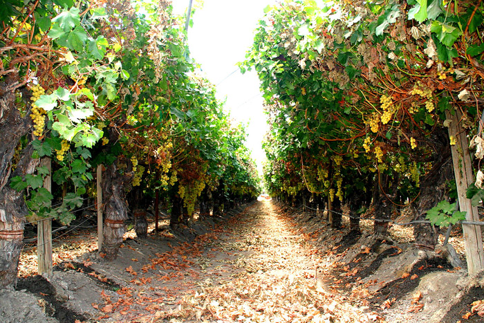 Trellised Table Grapes.