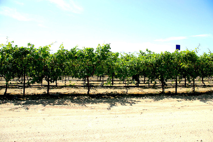 Trellised Table Grapes.