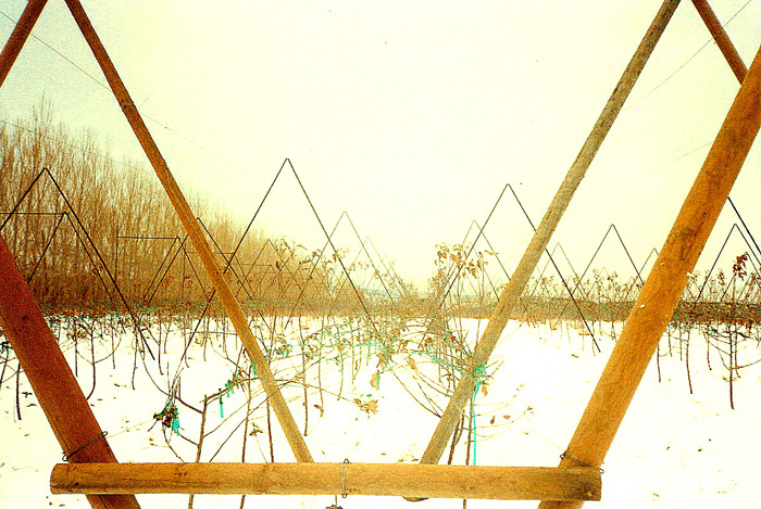 Apple A-Frame Trellising - Side View.