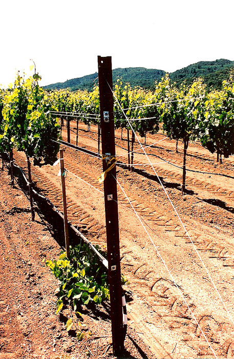 Wine Grapes Trellising System.