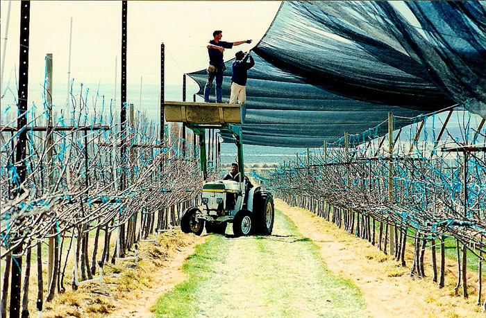 Apple Trellising with Shade.