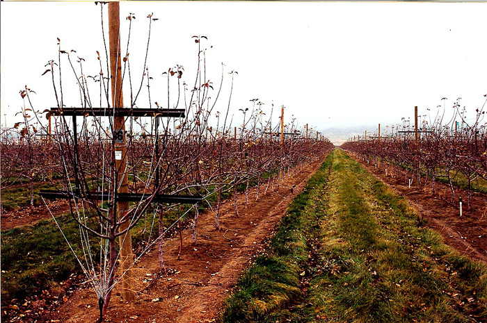 Apple Trellising.