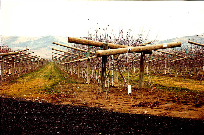 Apple Trellising.