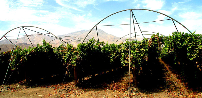 Grapes Trellis combined with Tunnels.