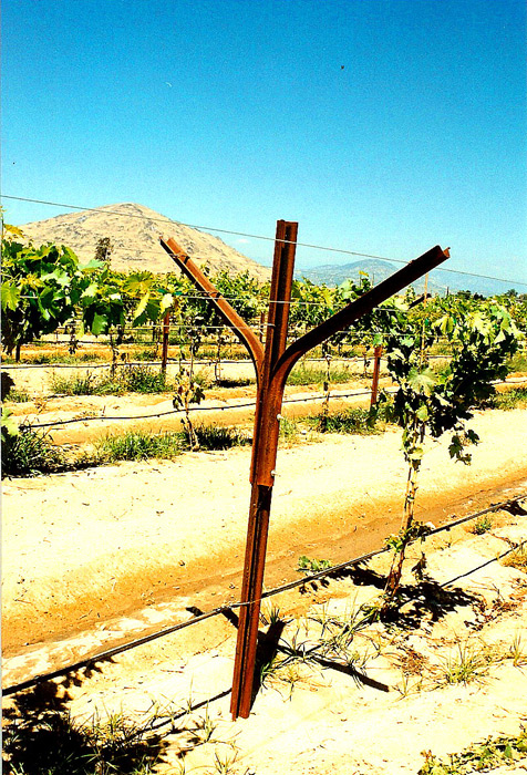 Grapes Trellising System.