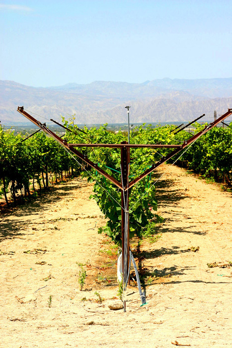 Grapes Trellising System.