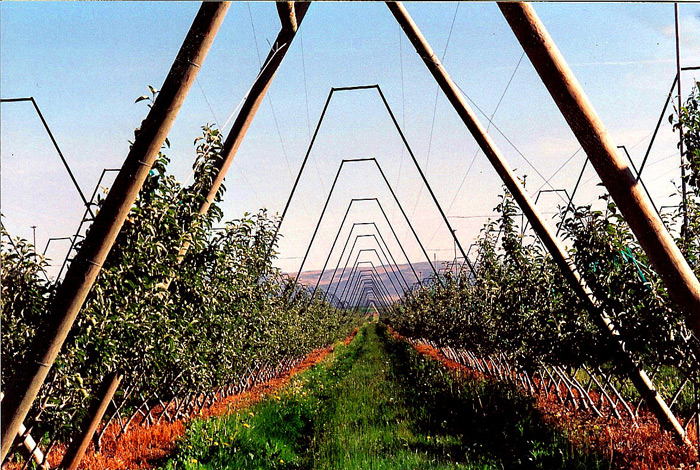 High Density Apple A-Frame Trellising.