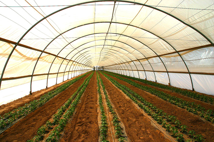 30' wide Tunnels with Overhead Trellising System.