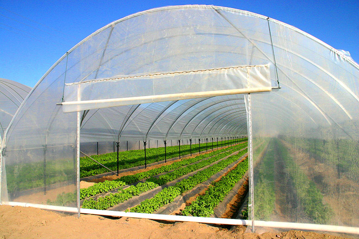 Herbs in 24' wide Conjoining Tunnels.
