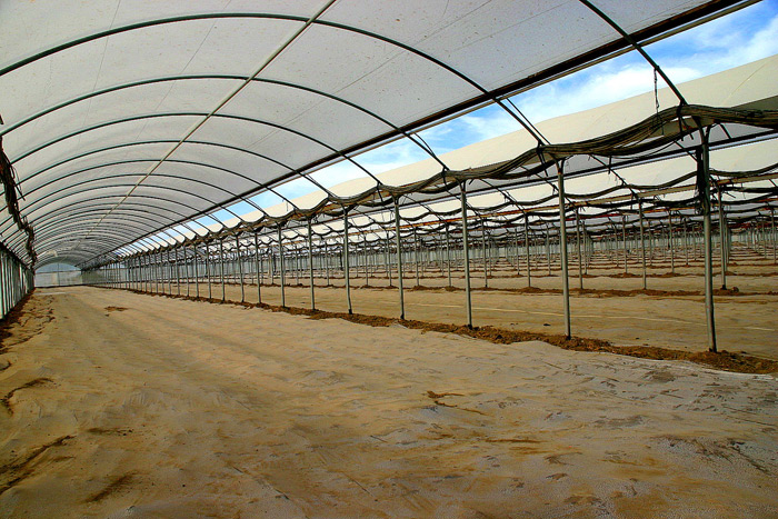 High Tunnels with vent of 3' at the side on the arch.