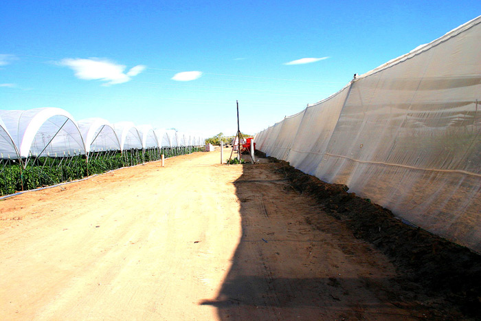 Peppers Trellised in Tunnels next to a Screen Structure.
