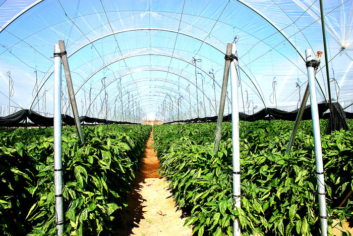 Peppers with Overhead Trellis in Tunnels.