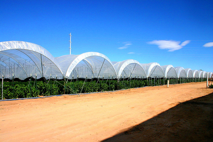 Red Peppers under 13' tall, 24' wide Tunnels.