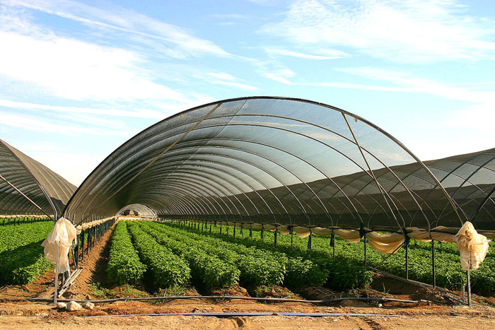 Shade Cloth in summer replaces Poly Film (fold to the sides) in winter.