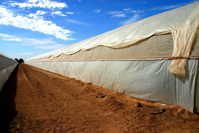 30' wide Tunnels with Side-Vents.