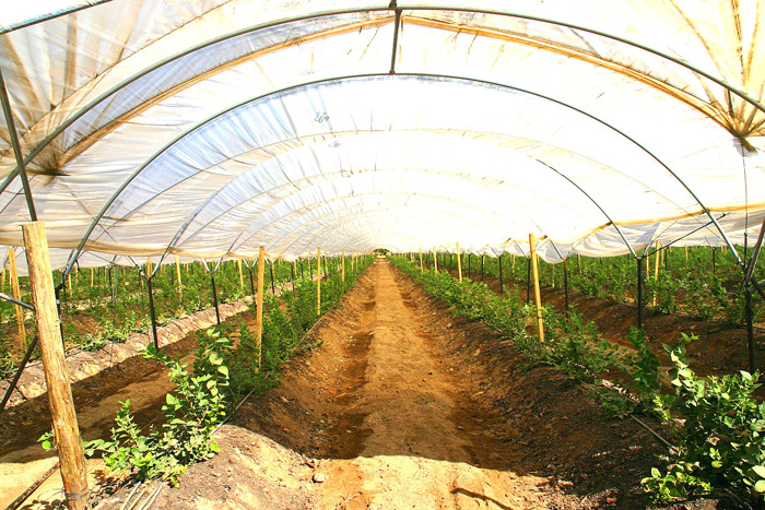Blueberries in 20' wide Poly Film covered Tunnels.