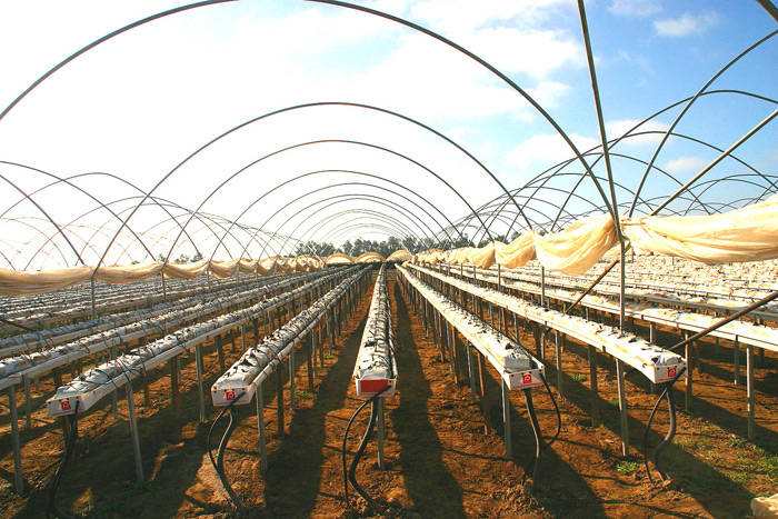 Elevated Hydroponic System under 24' Tunnels.
