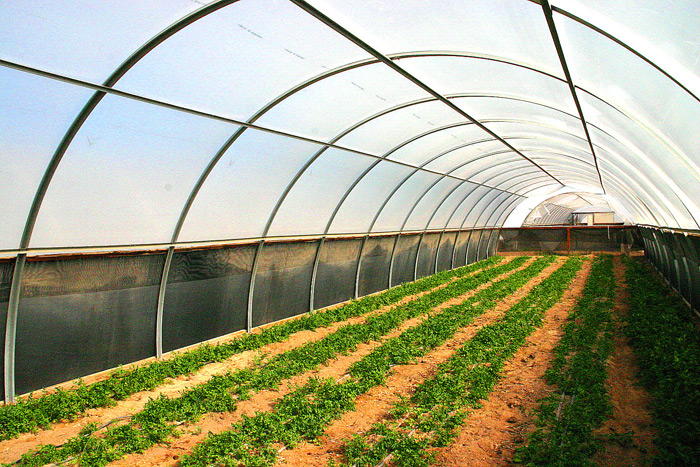 Herbs grown under Poly Film and Shade Tunnels.