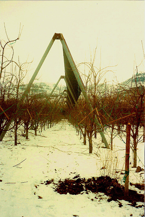 Over-Run Windbreak on A-Frame Trellis in Apples.