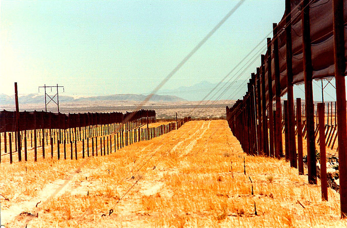 Over-Runs Windbreaks combined with Vertical Trellis System.