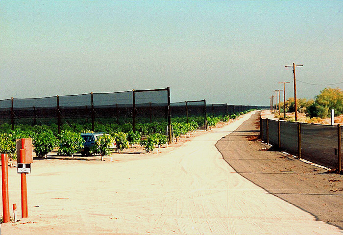 Windbreak System protecting Mango Trees.