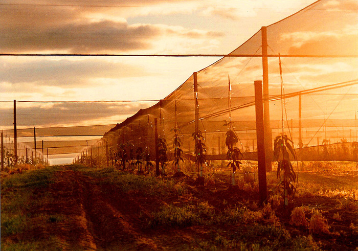 Windbreak, Shade and Trellis with Irrigation System for young Mangoes.