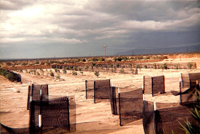 Young Trees protected with 6' tall Individual and Continuous Windbreak.
