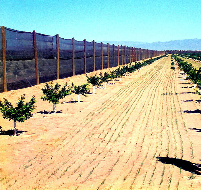 15' tall Windbreak protecting young Citrus Trees.