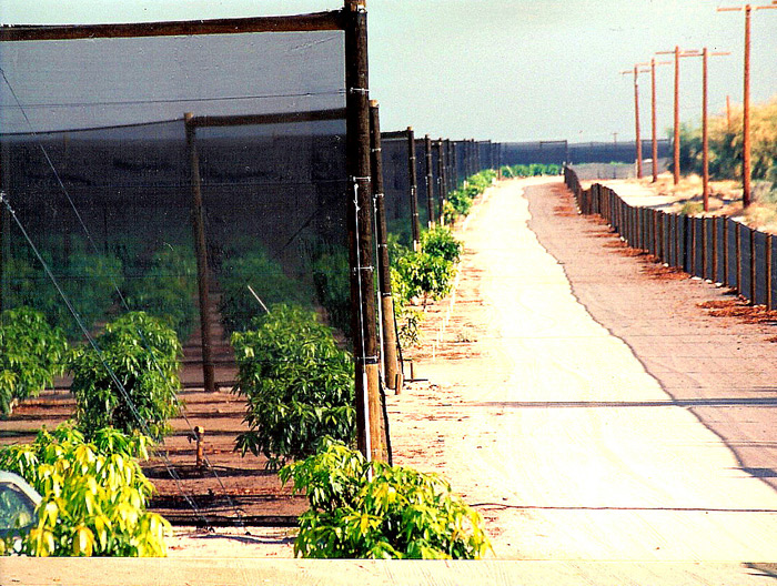 Consecutive Windbreak System 15' tall and 6' Boundary Fence.