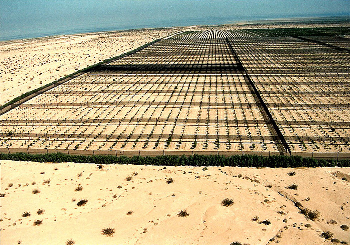 Half a mile X half a mile area with Windbreak Systems (totaling 30 miles long windbreaks).